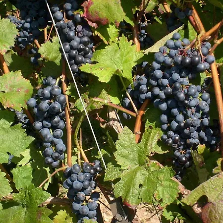 Winzerhof Spengler *