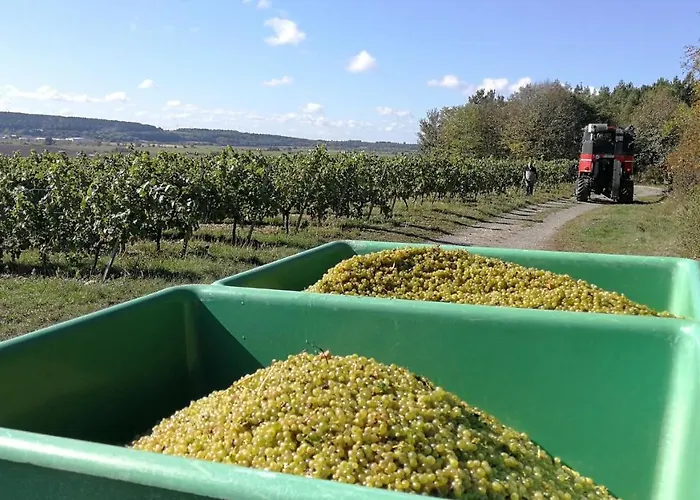 カントリーハウス Winzerhof Spengler *