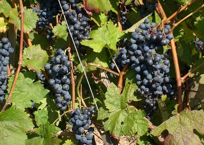 Winzerhof Spengler *